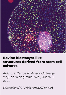01-application-Bovine-blastocyst-like