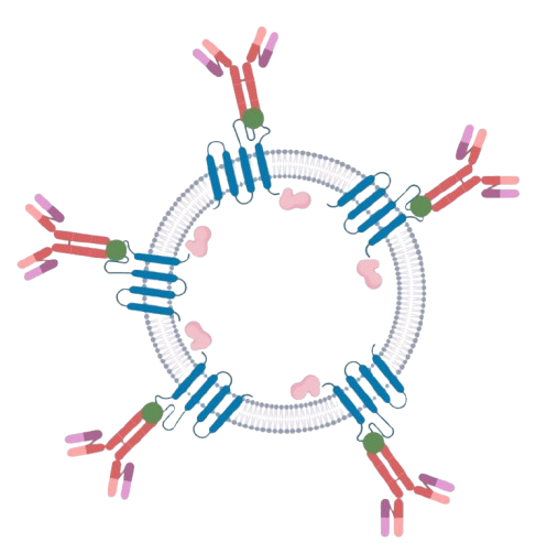 Vesi-Bind-Fc-mNG-Product-Image