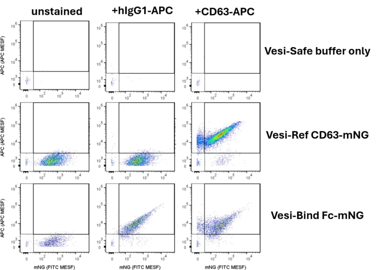 Vesi-Bind-Fc-mNG-with-control
