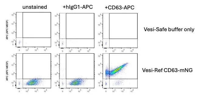 Vesi-Ref-CD63-mNG-positive-control1-e1717497122131